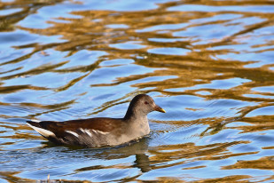 ​Indeed, those who have believed and done righteous deeds."