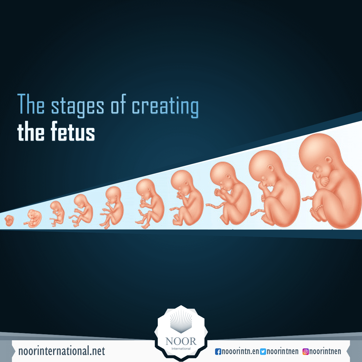 The stages of creating the fetus