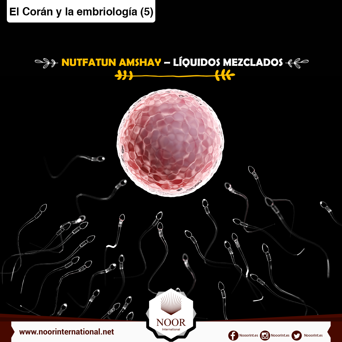 El Corán y la embriología: Nutfatun amshay, líquidos mezclados