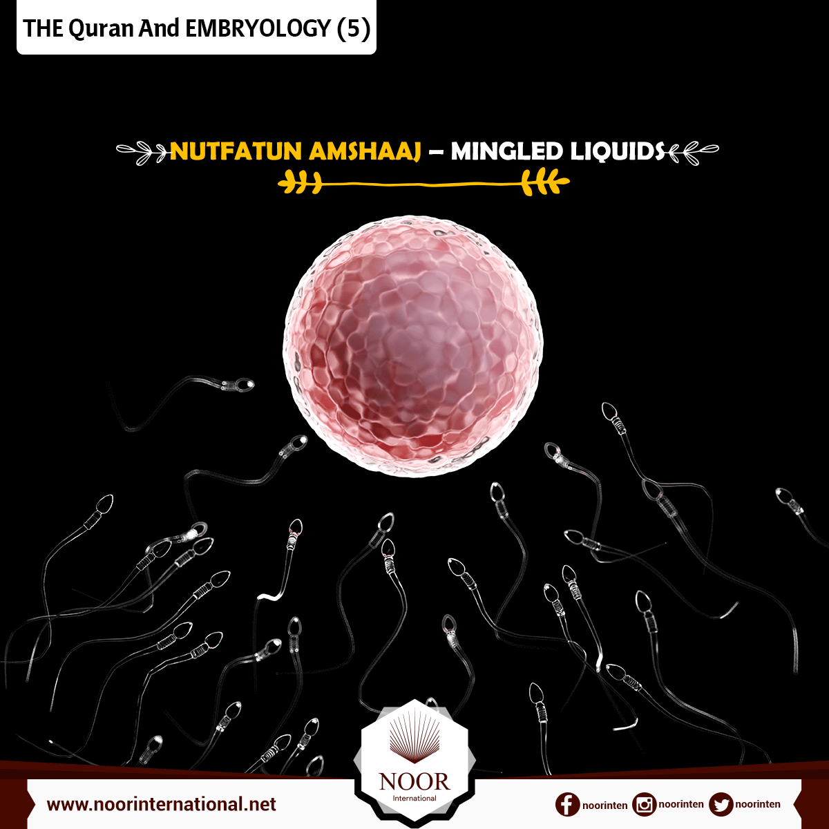 THE Quran And EMBRYOLOGY ( 5 )