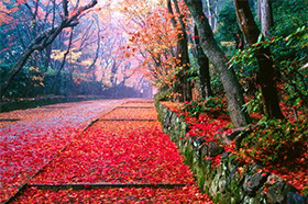 Quranic Values that Guide the Path