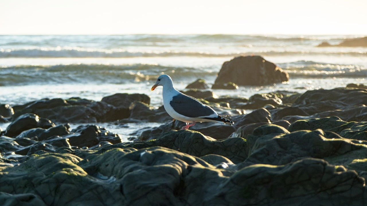 La ética de la guerra en el islam según el Corán