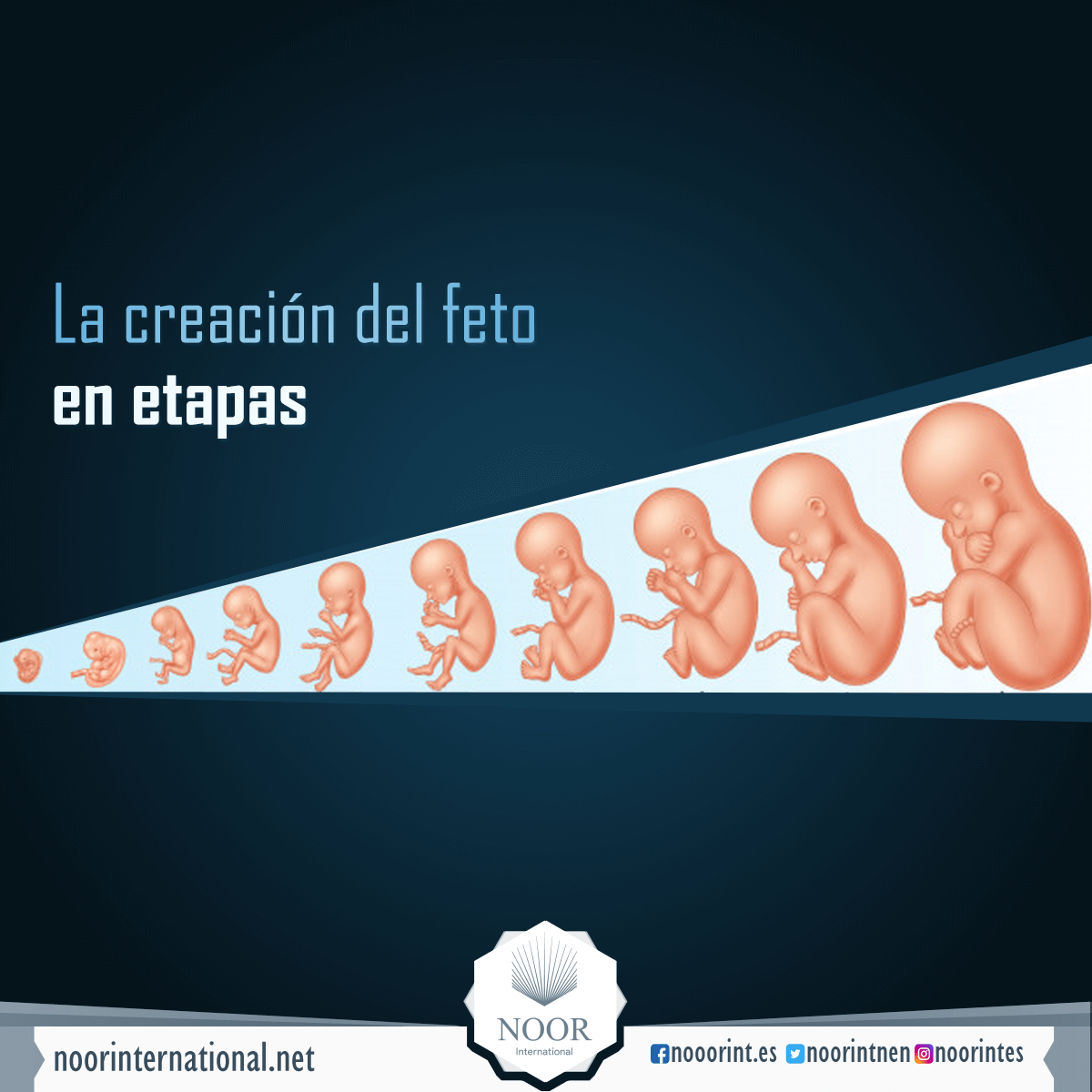 La creación del feto en etapas