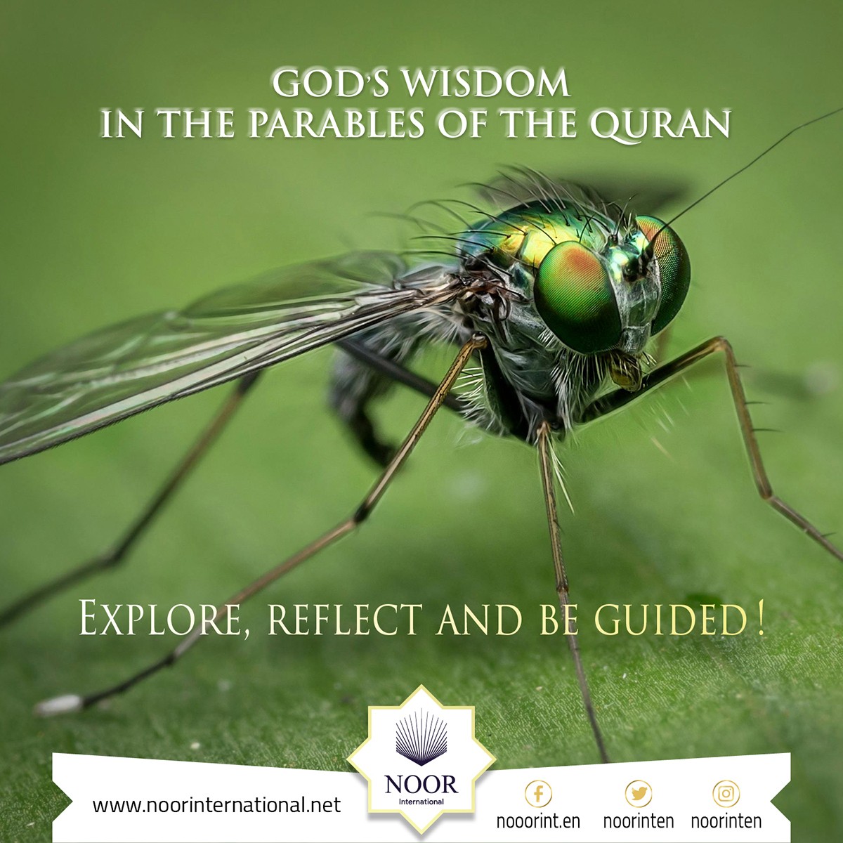 God's wisdom in the parables of the Quran: Explore, reflect, and be guided."
