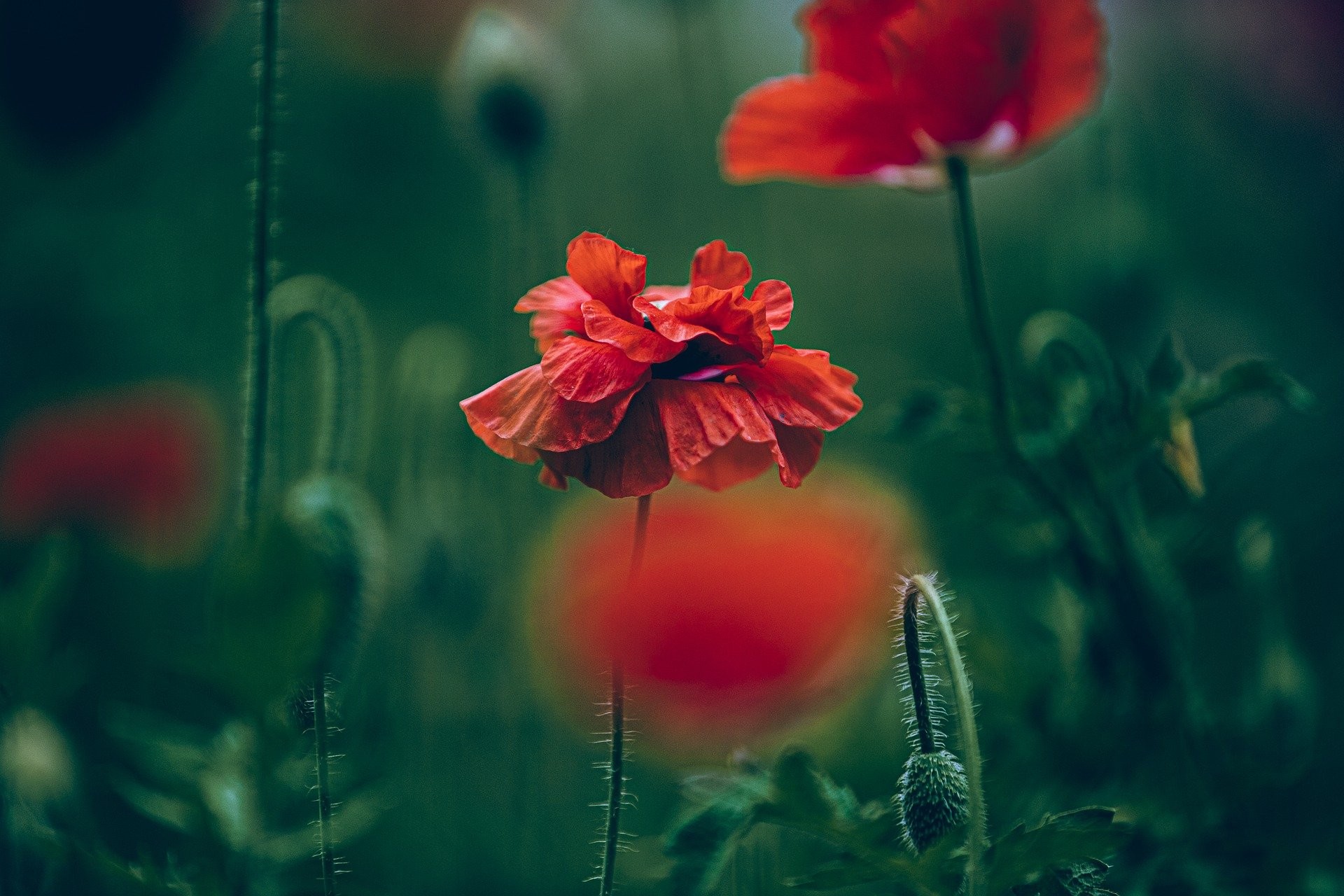 Una variedad de temas.