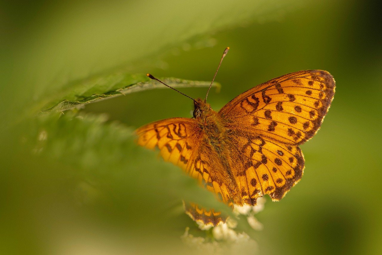 Saƙonnin Rayayyun na Alƙur’ani: Kira ga Zukatan