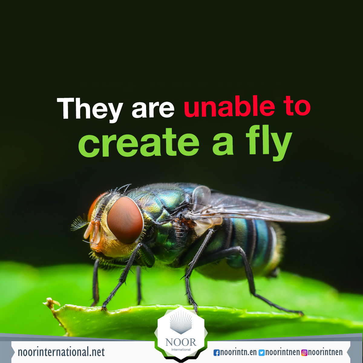They are unable to create a fly