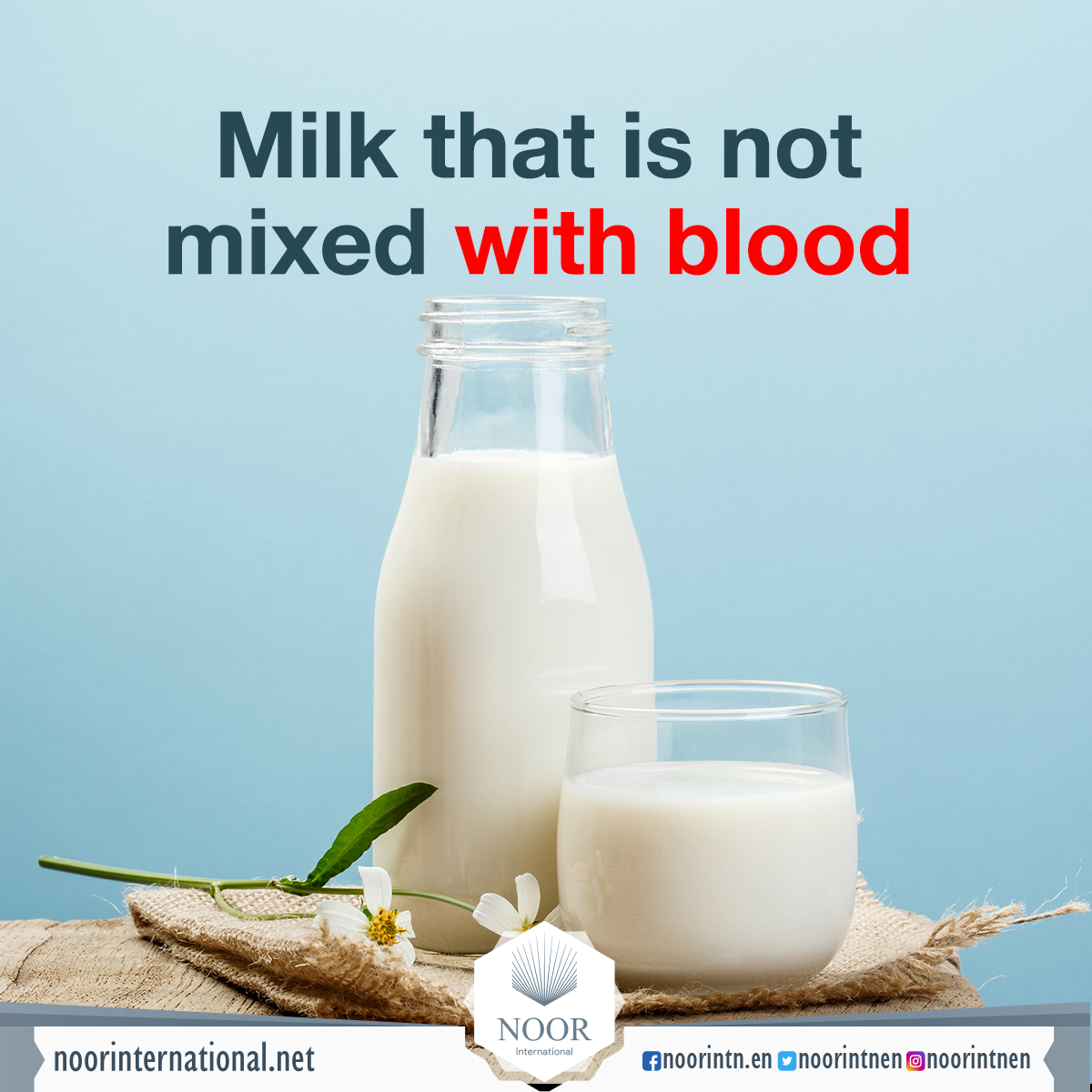 Milk that is not mixed with blood