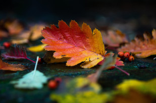 ​Whoever does a good deed – it is for himself;"